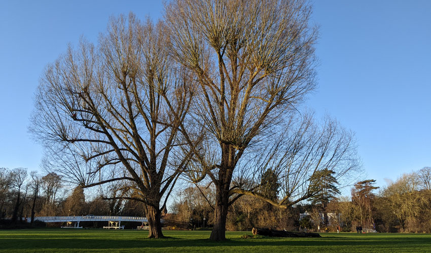 Pangbourne Parish Council use Parish Online for their tree management